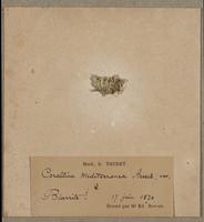 Corallina mediterranea - ISMAR1170