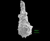 Lagenammina difflugiformis (Brady, 1879)
