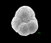 Portatrochammina antarctica (Parr, 1950)