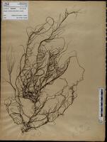 Gracilaria confervoides - ISMAR0806