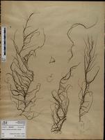 Gracilaria confervoides - ISMAR0807