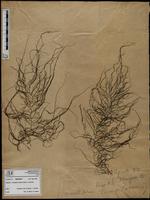 Gracilaria confervoides - ISMAR0817