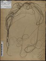 Gracilaria confervoides - ISMAR0857