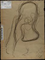 Gracilaria confervoides - ISMAR0858