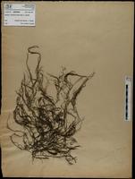 Gracilaria confervoides - ISMAR0863