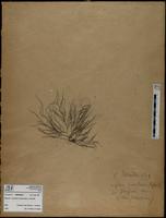 Gracilaria confervoides - ISMAR0872