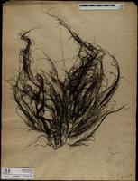ISMAR1025
