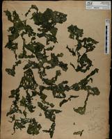 ISMAR1037