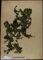 ISMAR1039