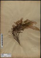 ISMAR1057