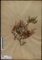 ISMAR1058
