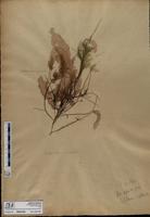 ISMAR1059