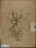 ISMAR1081