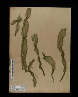ISMAR1094