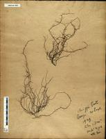 Gracilaria confervoides - ISMAR0002