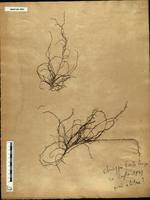 Gracilaria confervoides - ISMAR0003