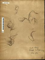 Gracilaria confervoides - ISMAR0007