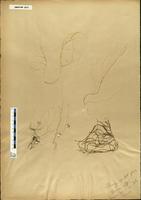 Gracilaria confervoides - ISMAR0014