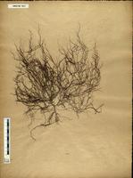 Gracilaria confervoides - ISMAR0021