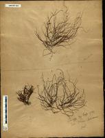 Gracilaria confervoides - ISMAR0022