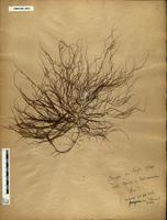 Gracilaria confervoides - ISMAR0023
