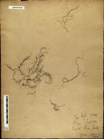 Gracilaria confervoides - ISMAR0029