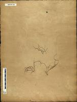 Gracilaria confervoides - ISMAR0034