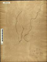 Gracilaria confervoides - ISMAR0035