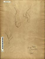 Gracilaria confervoides - ISMAR0037