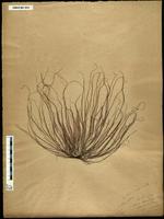 Gracilaria confervoides - ISMAR0054