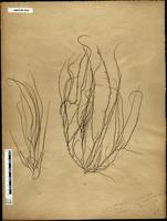 Gracilaria confervoides - ISMAR0058