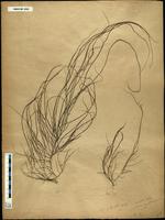 Gracilaria confervoides - ISMAR0060