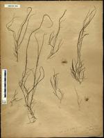 Gracilaria confervoides - ISMAR0062