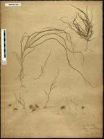 Gracilaria confervoides - ISMAR0063