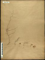Gracilaria confervoides - ISMAR0069