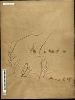 Gracilaria confervoides - ISMAR0070