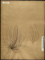 Gracilaria confervoides - ISMAR0077