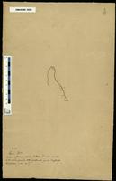 Gracilaria confervoides - ISMAR0080