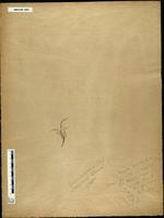 Gracilaria confervoides - ISMAR0083