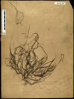 Gracilaria confervoides - ISMAR0088