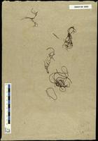 Gracilaria confervoides - ISMAR0092