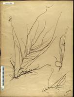 Gracilaria confervoides - ISMAR0097