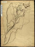 Gracilaria confervoides - ISMAR0104