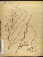 F03-08 Canale Excelsior, bacino Page ISMAR0109