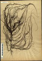 Gracilaria confervoides - ISMAR0118