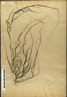 Gracilaria confervoides - ISMAR0121