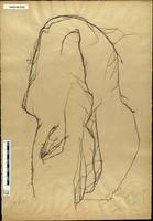 Gracilaria confervoides - ISMAR0122