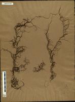 Gracilaria confervoides - ISMAR0126
