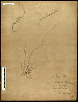 Gracilaria confervoides - ISMAR0150