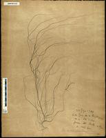 Gracilaria confervoides - ISMAR0153